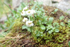 Cardamine microphylla
