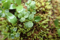 Cardamine microphylla