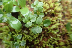 Cardamine microphylla