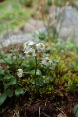 Cardamine microphylla