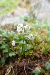 Cardamine microphylla