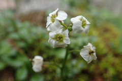 Cardamine microphylla