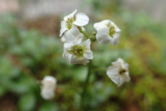 Cardamine microphylla