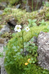 Cardamine microphylla