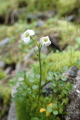Cardamine microphylla