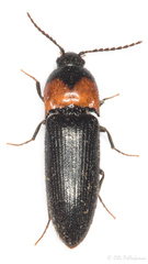 Ampedus sinuatus