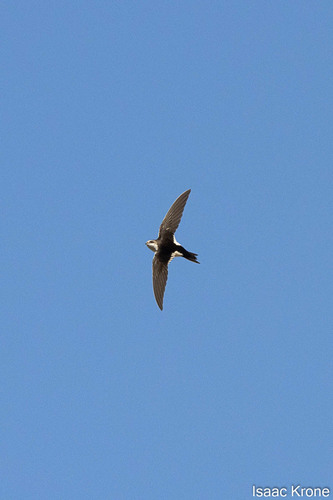 white-throated swift (Aeronautes saxatalis)