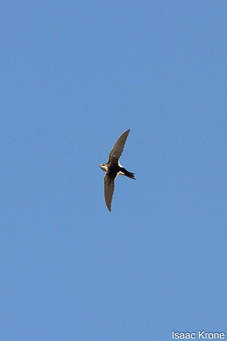 White-throated Swift (Aeronautes saxatalis)