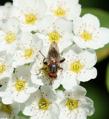 Hammerschmidtia rufa