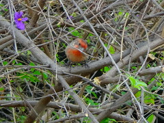 Haemorhous mexicanus