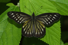 Catasticta ctemene actinotis