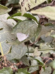 Hypolycaena philippus