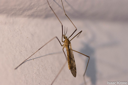 Range Crane Fly photo 2