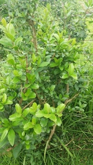 Myrcianthes fragrans