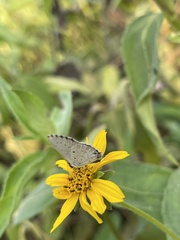 Eicochrysops hippocrates