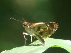 Vettius fantasos
