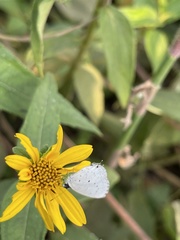 Eicochrysops hippocrates