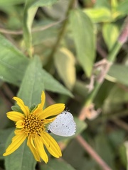 Eicochrysops hippocrates