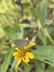 Eicochrysops hippocrates