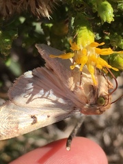 Heliothis phloxiphaga