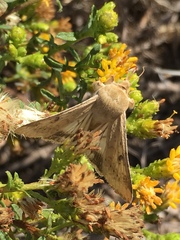 Heliothis phloxiphaga