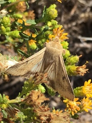 Heliothis phloxiphaga