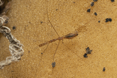Ploiaria domestica