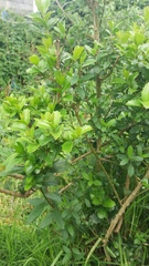 Myrcianthes fragrans