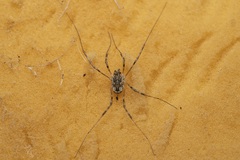 Metaplatybunus rhodiensis