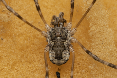 Metaplatybunus rhodiensis