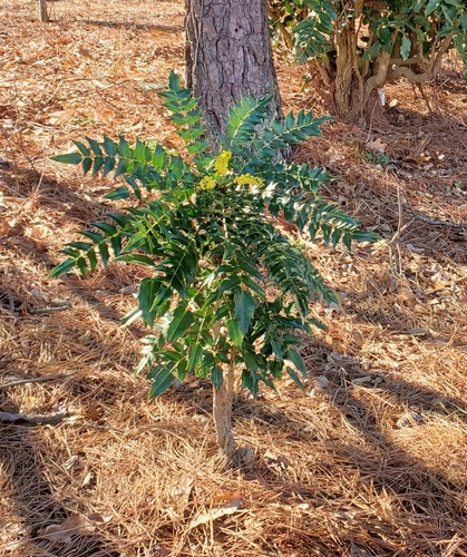 leatherleaf mahonia