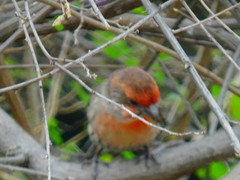 Haemorhous mexicanus