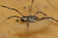 Metaplatybunus rhodiensis