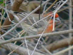 Haemorhous mexicanus