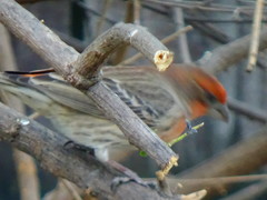 Haemorhous mexicanus