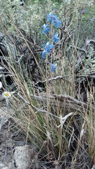 Delphinium parishii parishii