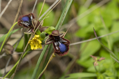 Ophrys speculum speculum