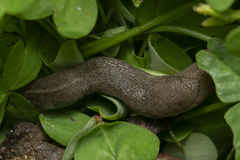 Tandonia pageti