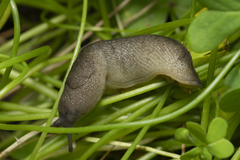 Tandonia pageti