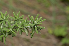 Achillea cretica