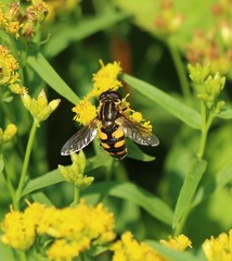 Helophilus obscurus