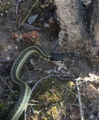 Thamnophis errans