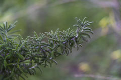 Achillea cretica