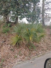 Sabal palmetto