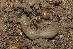 Tandonia pageti
