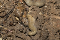 Tandonia pageti