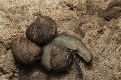 Tandonia pageti