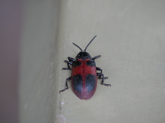 Coraliomela quadrimaculata