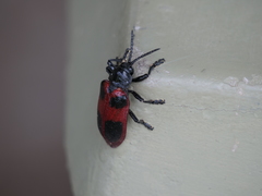 Coraliomela quadrimaculata