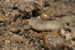 Tandonia pageti